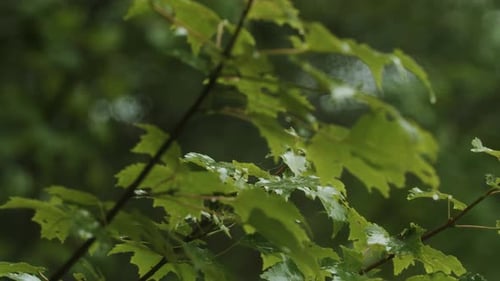 Strong Storm Wind with a Downpour Bends Tree Branches in the Park