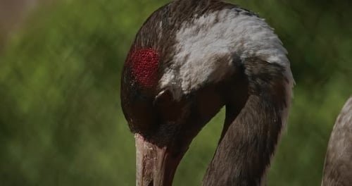 Porträt von Crane mit atemberaubendem