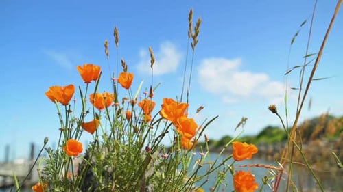 Beautiful Orange Poppy Flowers Sways In The Wind With Blue Sky In Background. - slow zoom in