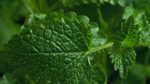 Hojas verdes frescas de menta