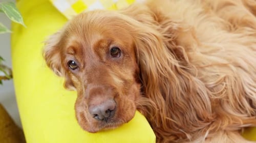Tired Spaniel Dog Resting on Sofa Brown Dog Lying on Yellow Bed Spaniel