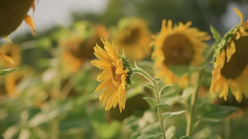 Detailed Image of Bee Pollinating Sunflower During Evening Light Close Examination of Bee Collecting