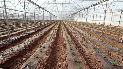 Indoor Crop Cultivation in Large Greenhouse