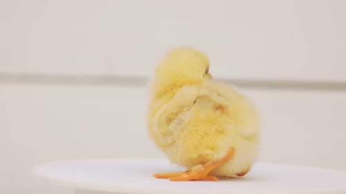 Small Fluffy Yellow Chick Close Up Studio Shot