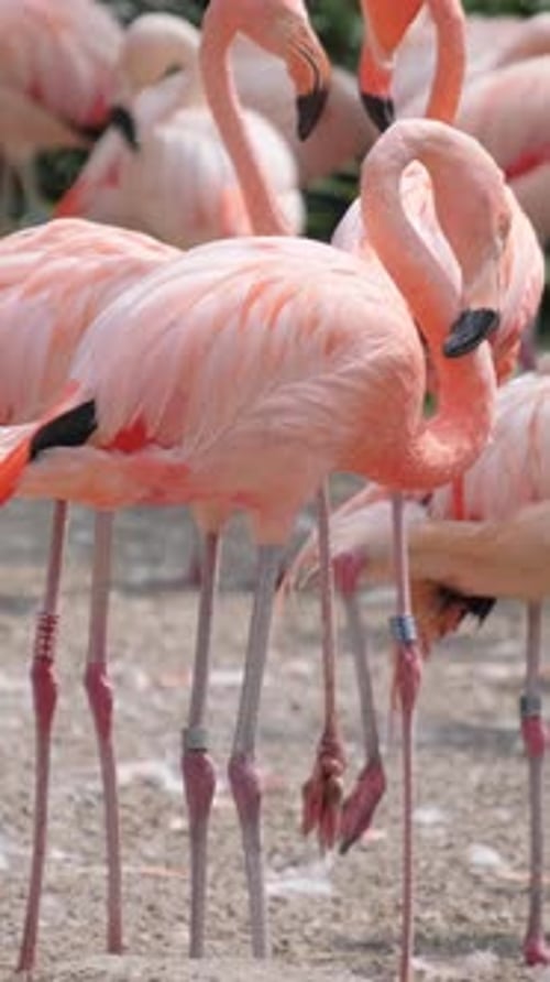 Lots of Pink Flamingos in the Bird Park Vertical Video
