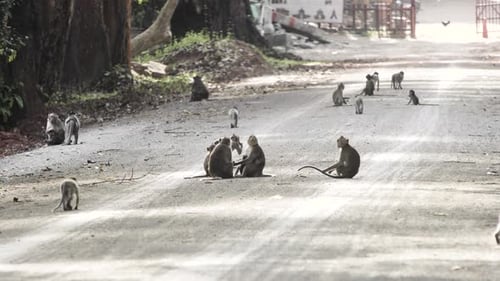 A troop of macaque monkeys gathering and playing on the roadside , backlit from setting sun in Angko