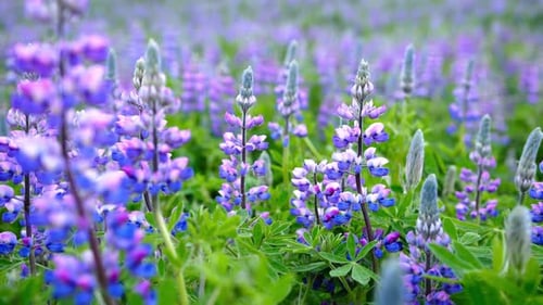 Lupine Field with Pink Purple and Blue Flowers Lupine Flowers on a Sunny Summer Day Swinging on a
