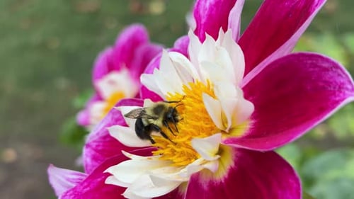 Bee Pollinating Vibrant Pink and White Flower
