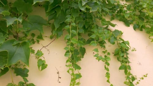 Yellow painted stone wall overgrown with wild grapes.