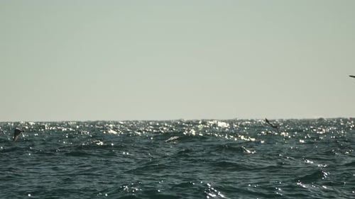Seagull Flying Ocean Waves Horizon