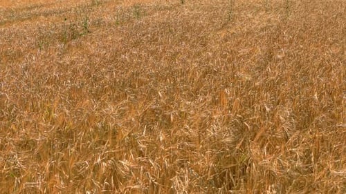 Grain Field with Ripe Golden Crop on Rural Farmland Barley Field with Mature Ears Covering Wide