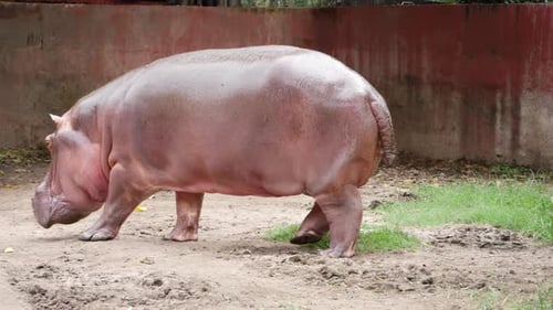There is a baby hippo and a pig residing in a zoo