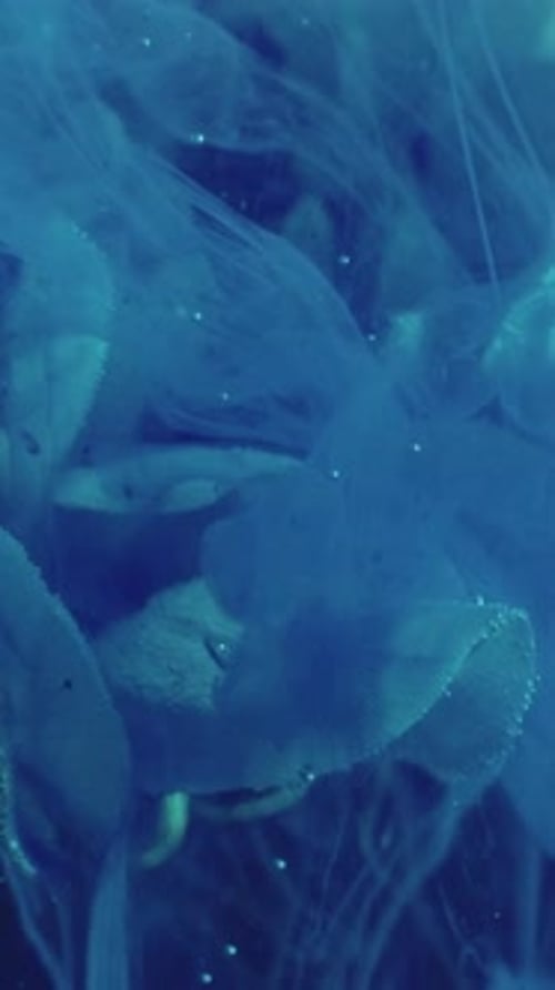 Abstract Underwater Blue Light Effects and Particles