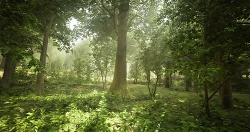 Sunlight Filters Through Trees in a Serene Forest During Daytime