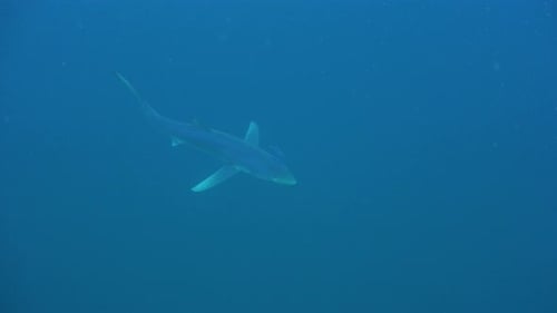 Blue shark swimming in the open ocean filmed from top.