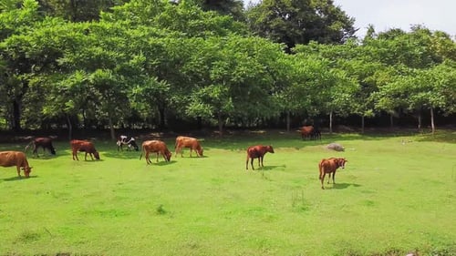 Brown red cows graze on pasture in mountain valley against backdrop of mountains
