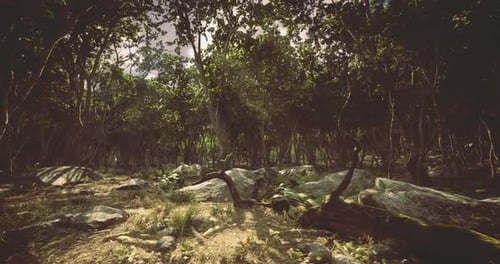 Lush Forest with Greenery and Rocky Terrain in Dappled Sunlight