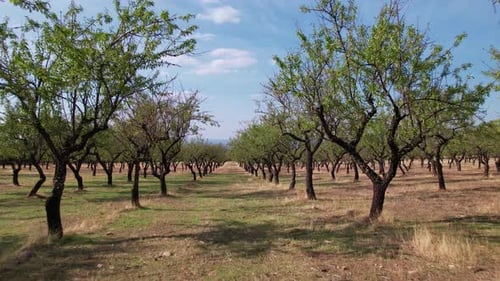 Almond Trees