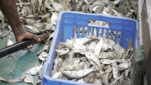 Freshly Harvested Seafood at the Market - A Whistleblower's Guide to Sustainable Choices