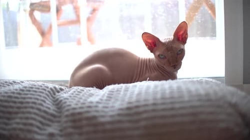 Portrait of egyptian cat hairless indoors at home. Close up view of cat being pet.