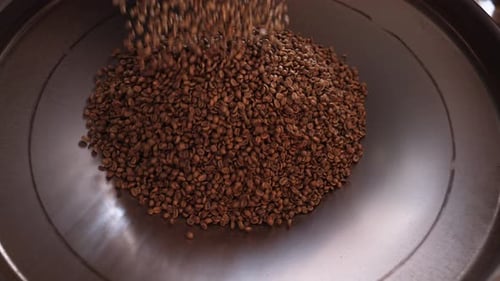 Raw Coffee Beans Poured onto a Metal Tray