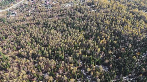 Dense Mixed Forest in Sheregesh with Snow and Autumn Foliage