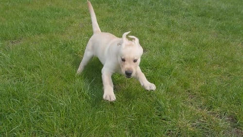 Energetic Labrador puppy running and jumping on grass