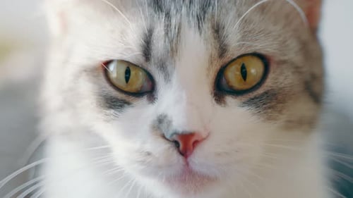 Close Up of a Beautiful Domestic Cat with Yellow Eyes in Slow Motion