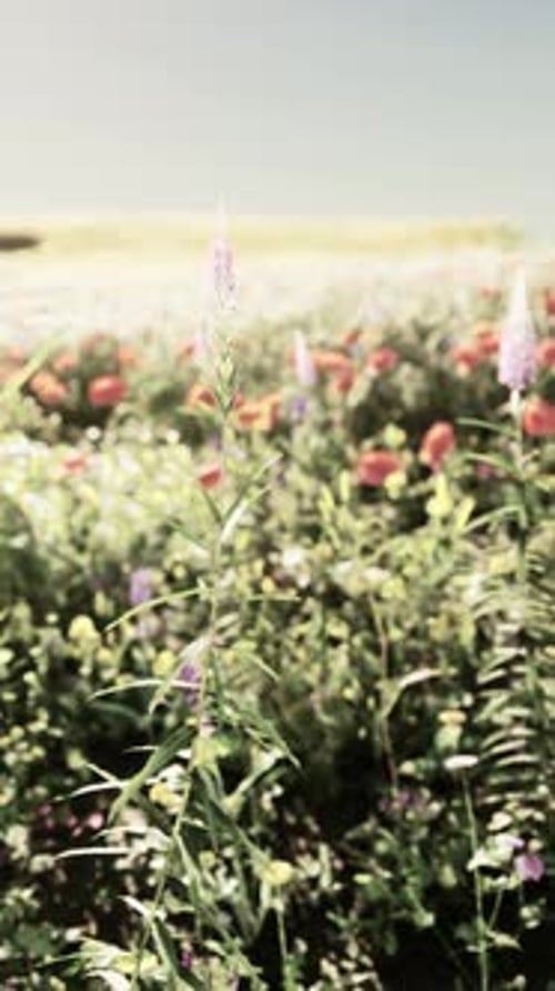 A Vibrant Field Filled with Colorful Flowers