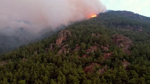 Waldbrand, brennende Bäume, Naturkatastrophe