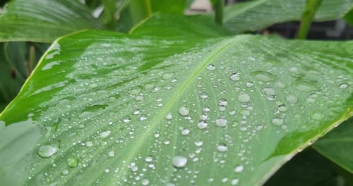 Raindrops on a large leaf outside. Rain falls on a closeup macro shot of pure water drops. Shot in 4
