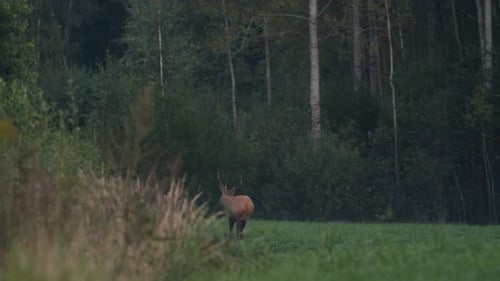 Single young deer walking eating in late autumn evening dusk darkness