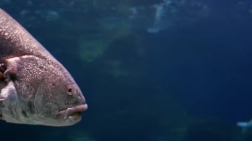 Big Fish Swimming in Aquarium with Other Fishes