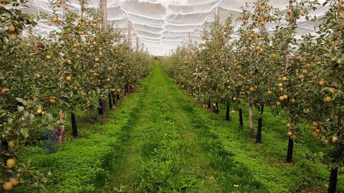 Apple Trees in Orchard with Protection Nets.