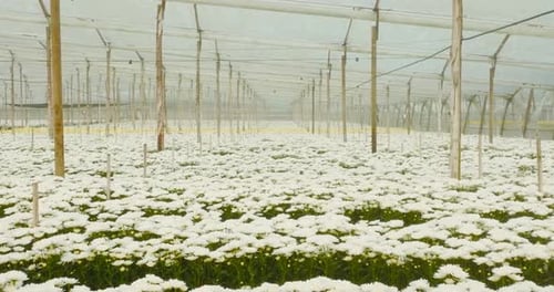 Scenic Aerial View of White Flowers in Greenhouse