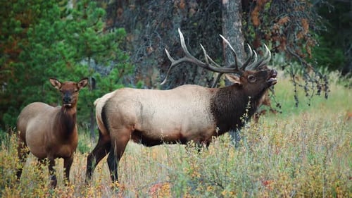 A Rocky Mountain bull Elk Fleming in a field in 4K during the autumn rut