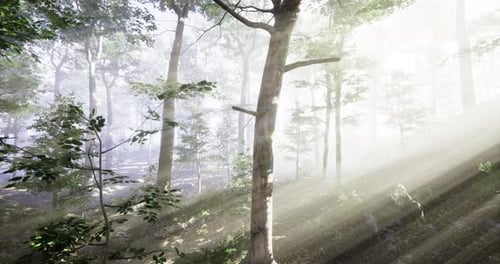 Sunlight Filters Through Misty Forest Revealing Serene Beauty of Nature