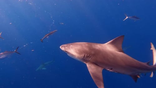 Bull shark turns sharply to investigate another fish in open ocean