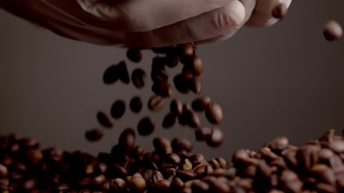Gloved Hands Pouring Roasted Coffee Beans in Studio