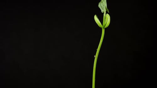 Beans Timelapse 2K