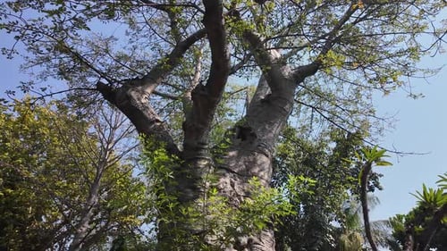 Baobab Tree At Chobe National Park In Kasane Botswana.