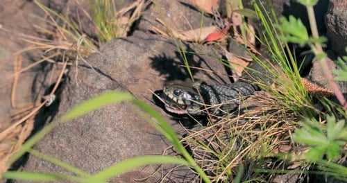 Snake Resting Amongst Grass and Rocks Outdoors