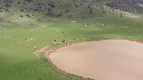 Cattle relaxing by a small natural water source, heading towords a green valley