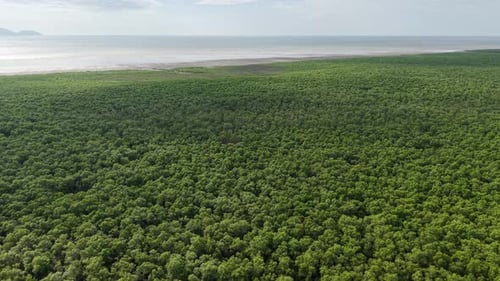 Aerial view of coastal mangrove forest and shoreline