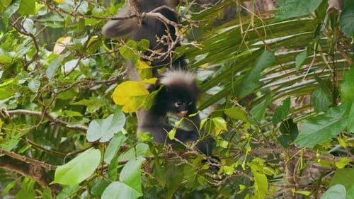 Dusky Langur Baby pflückt und isst tropische Blätter, Tiere in der Tierwelt, Dunstblättrige Affen, die grün essen