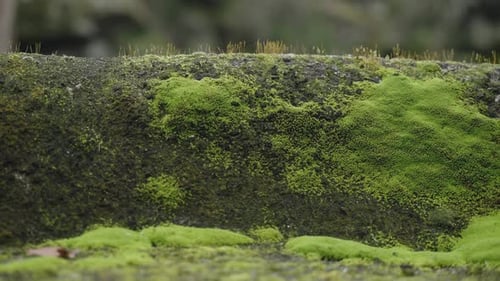Moss-Covered Stone Surface View