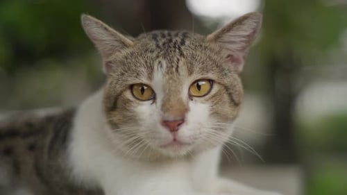 Southeast asian tabby cat, close-up view, long whiskered furry animal