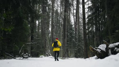 Winter Landscape with Beautiful Coniferous Forest and Figure of Male Tourist Backpacker Exploring