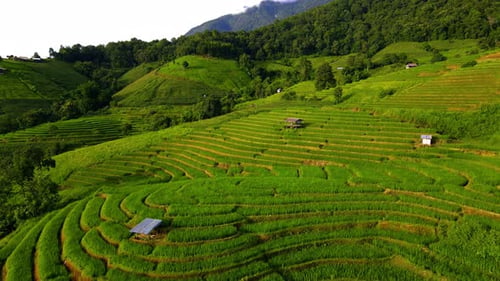 Paddy Rice Farmland in Northern Thailand Rice Field Terraces in North Thailand Green Rice Fields