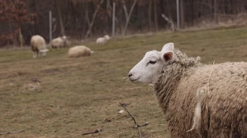 Open Fields Sheep Pasture Field Sheep